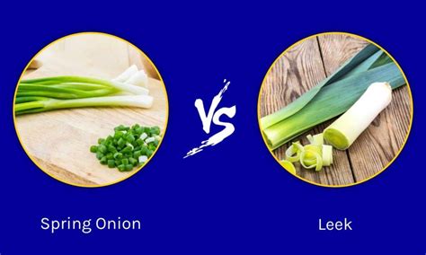 leek vs leak|Difference between Leak and Leek